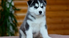 Proč, při výběru štěně byste neměli podlézt kouzlo husky